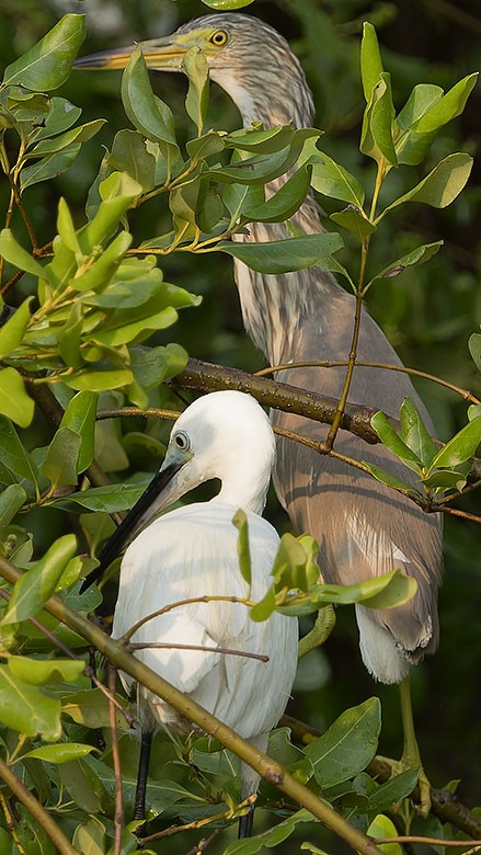 pond-heron sp. - ML618551344