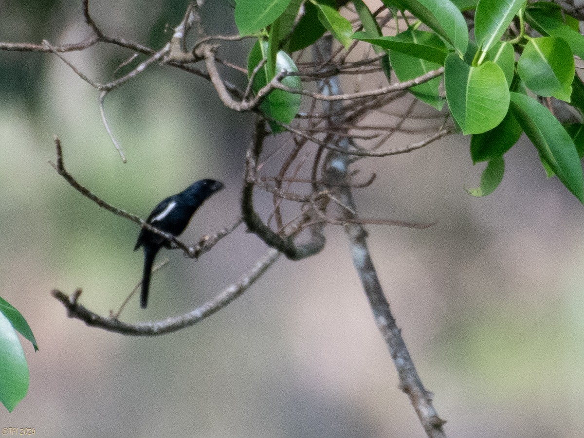 Cuban Bullfinch - ML618551388