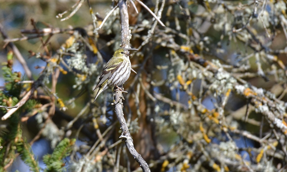 Eurasian Siskin - ML618551410