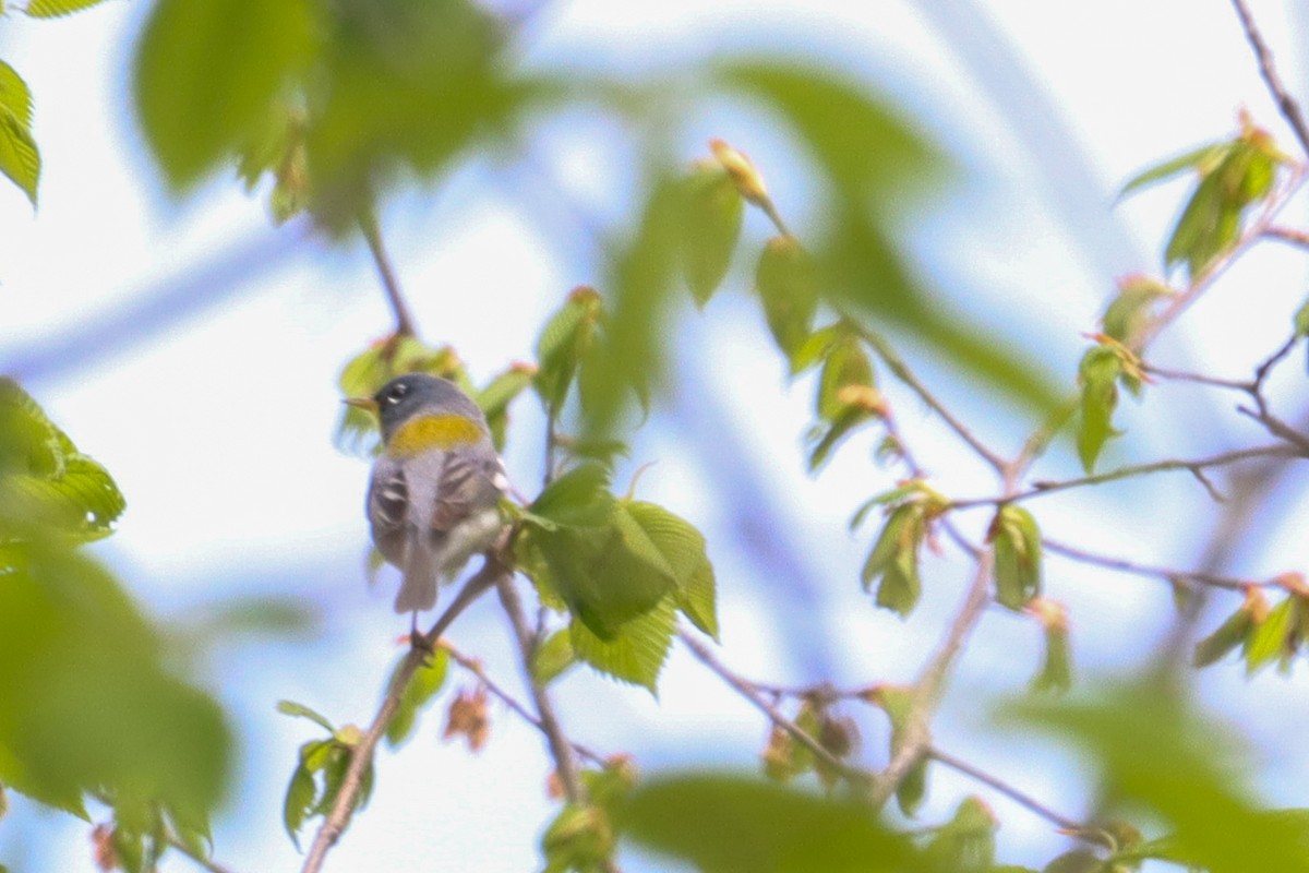 Northern Parula - Laura Brown