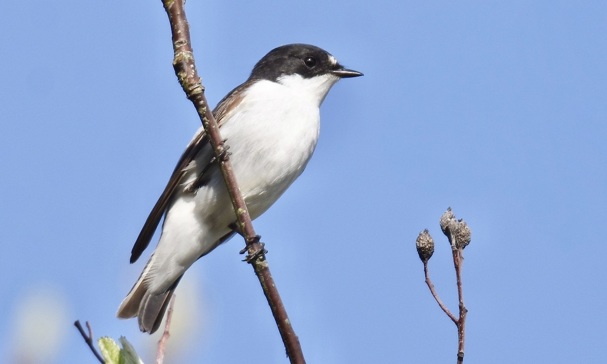 European Pied Flycatcher - Nick  Park