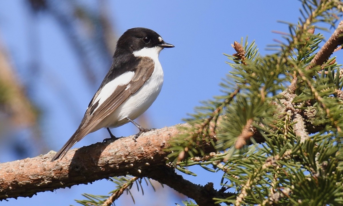 European Pied Flycatcher - ML618551435