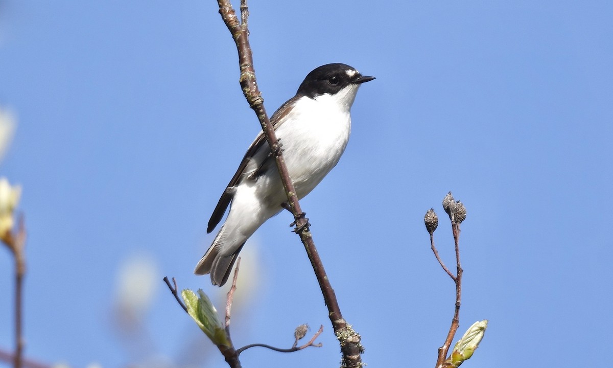 European Pied Flycatcher - Nick  Park