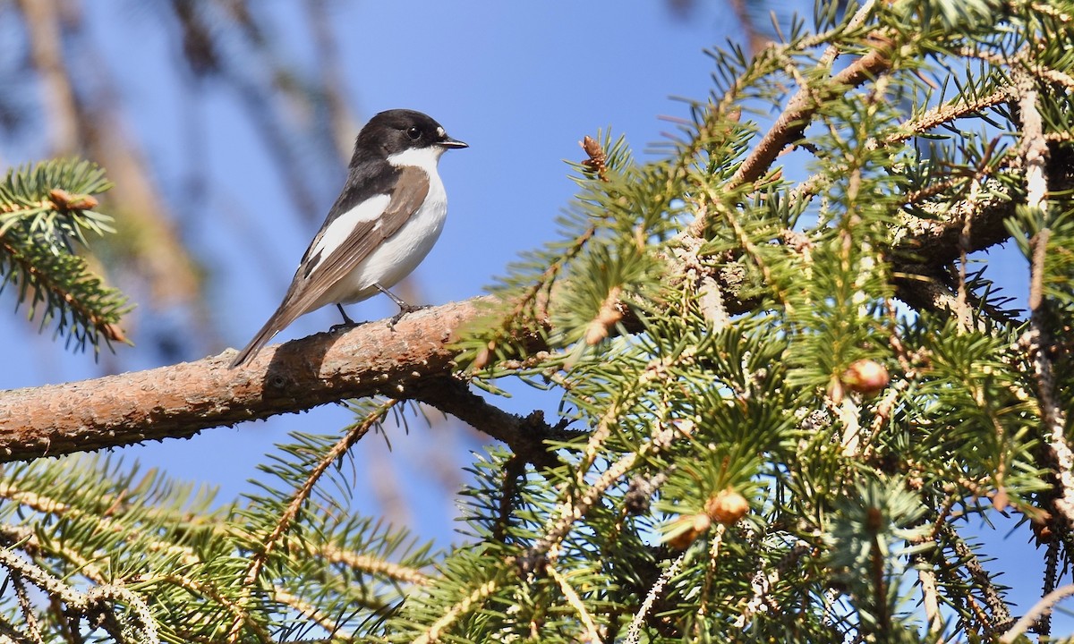 European Pied Flycatcher - ML618551438