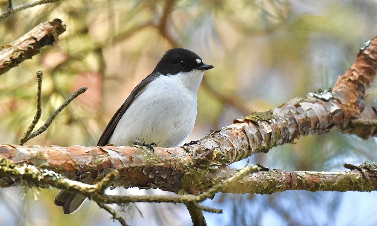 European Pied Flycatcher - ML618551439