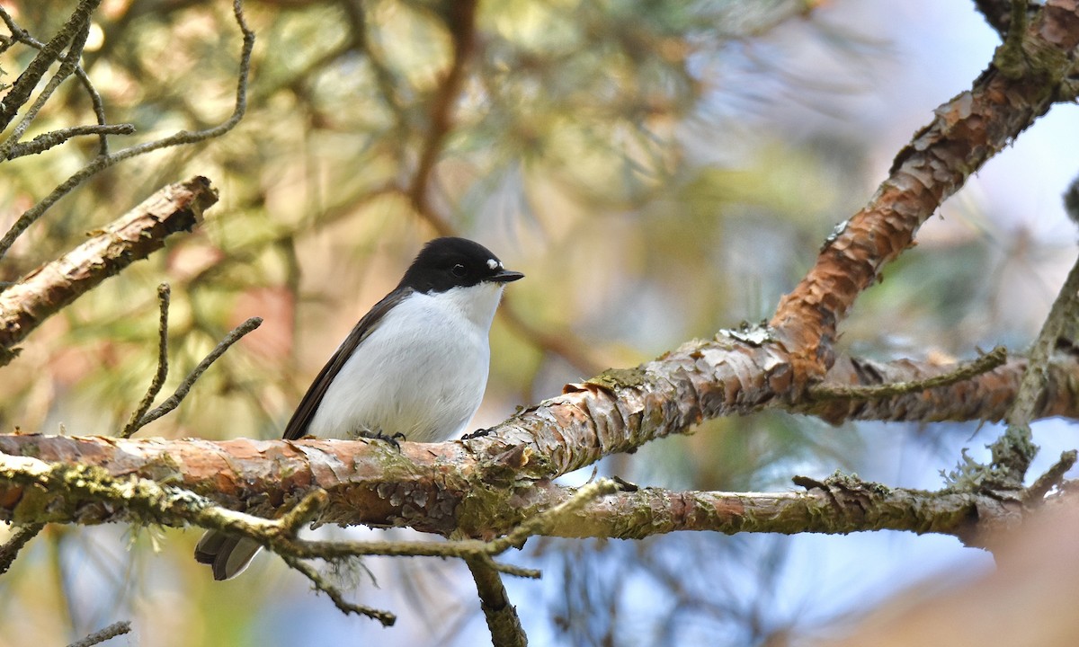 European Pied Flycatcher - ML618551441