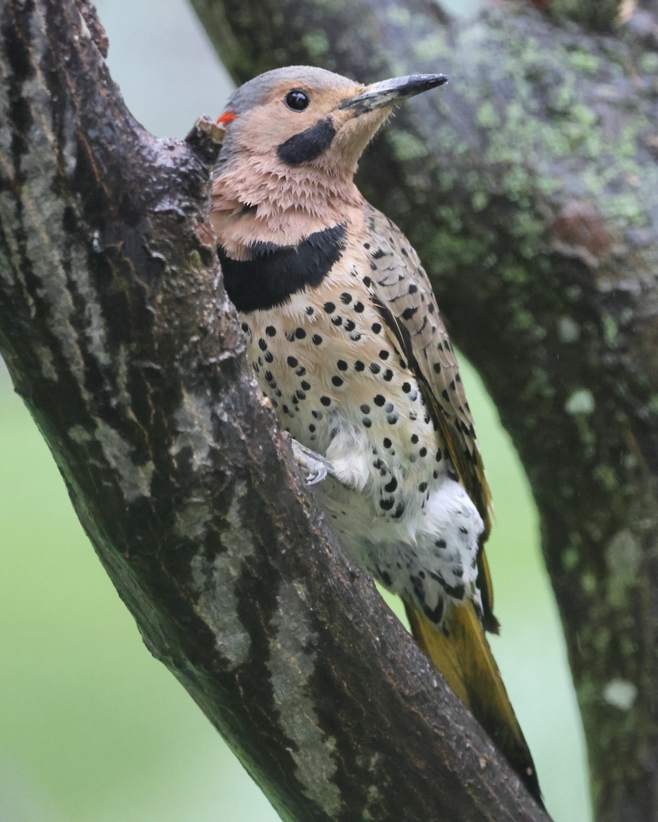 Northern Flicker (Yellow-shafted) - ML618551454