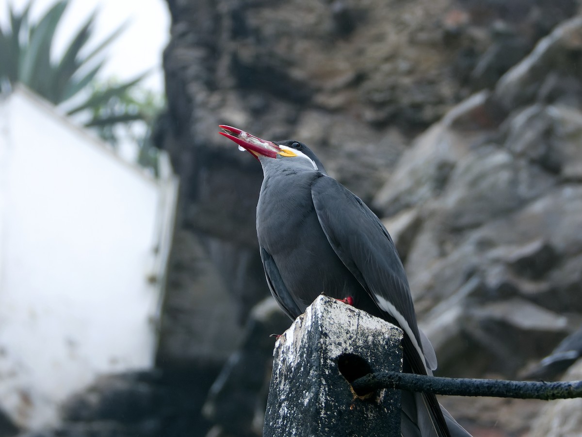 Inca Tern - Rutger Koperdraad