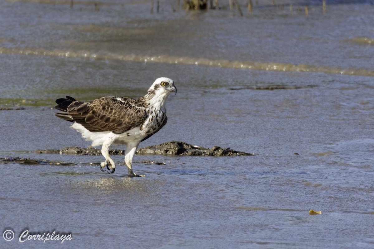 Osprey (Australasian) - ML618551508