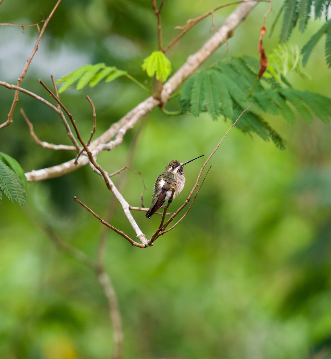 Plain-capped Starthroat - Sebastian Guadamuz