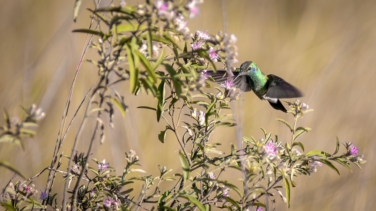 White-vented Violetear - ML618551530