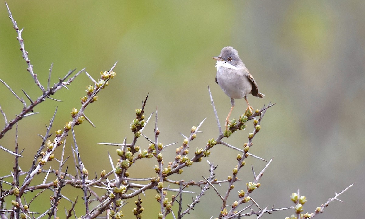 Greater Whitethroat - ML618551532