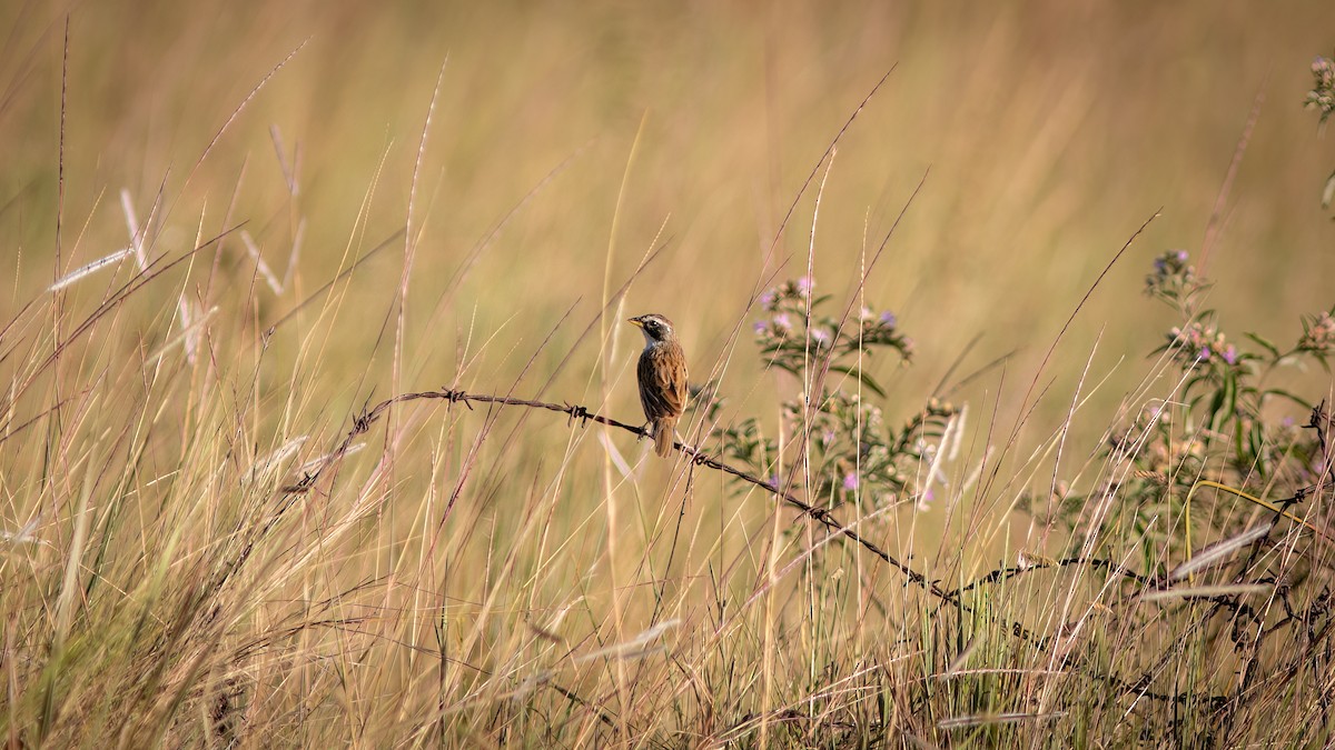 Black-masked Finch - ML618551537