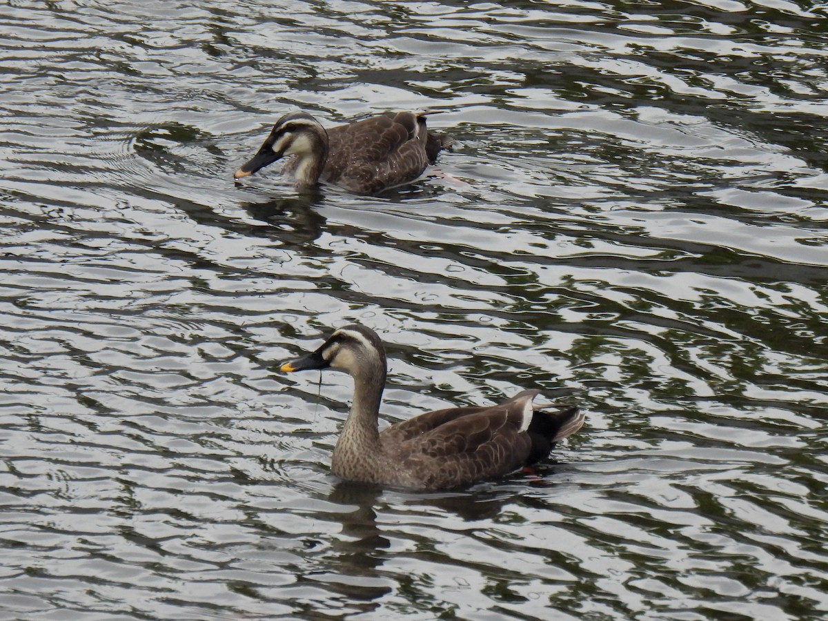 Eastern Spot-billed Duck - Anonymous