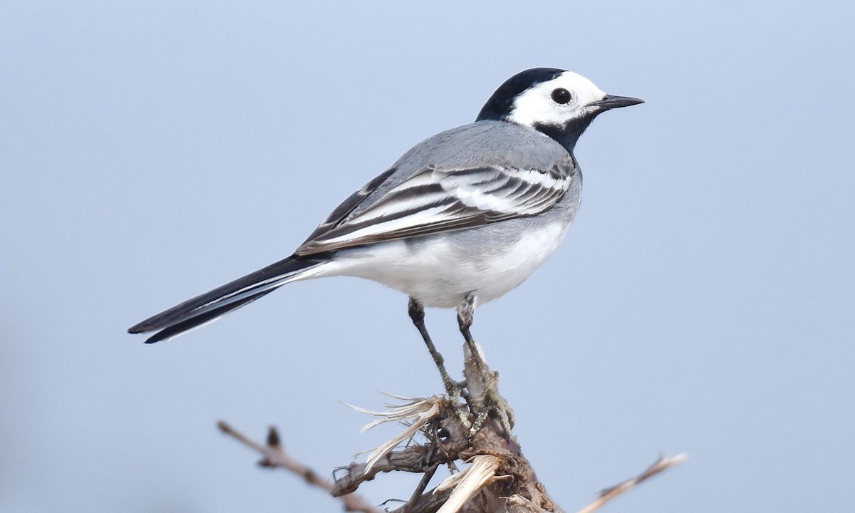 White Wagtail - ML618551566