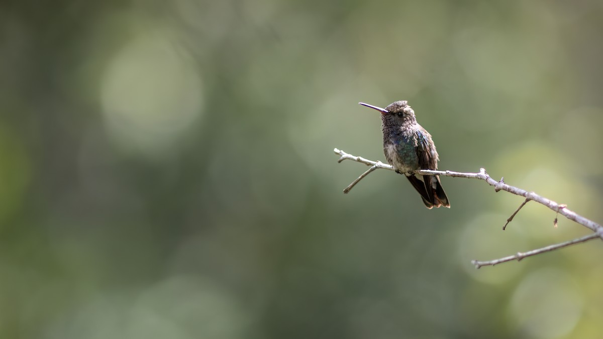 kolibřík safírový - ML618551585