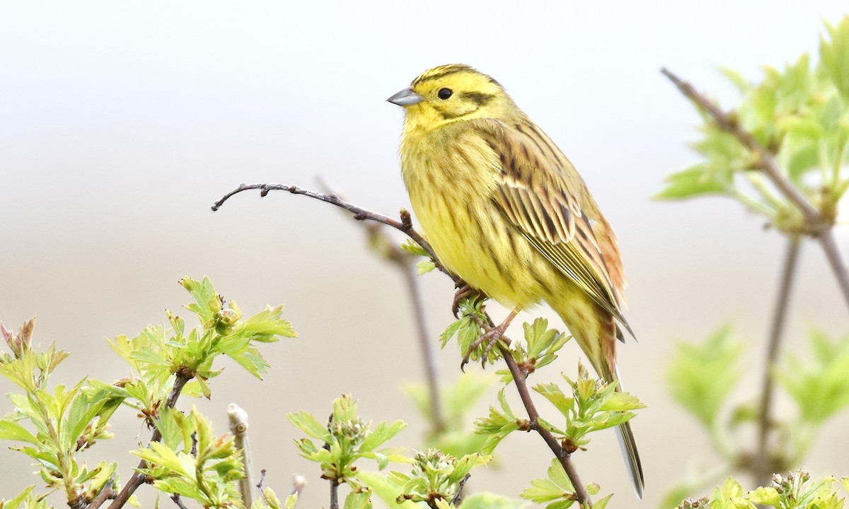 Yellowhammer - Nick  Park