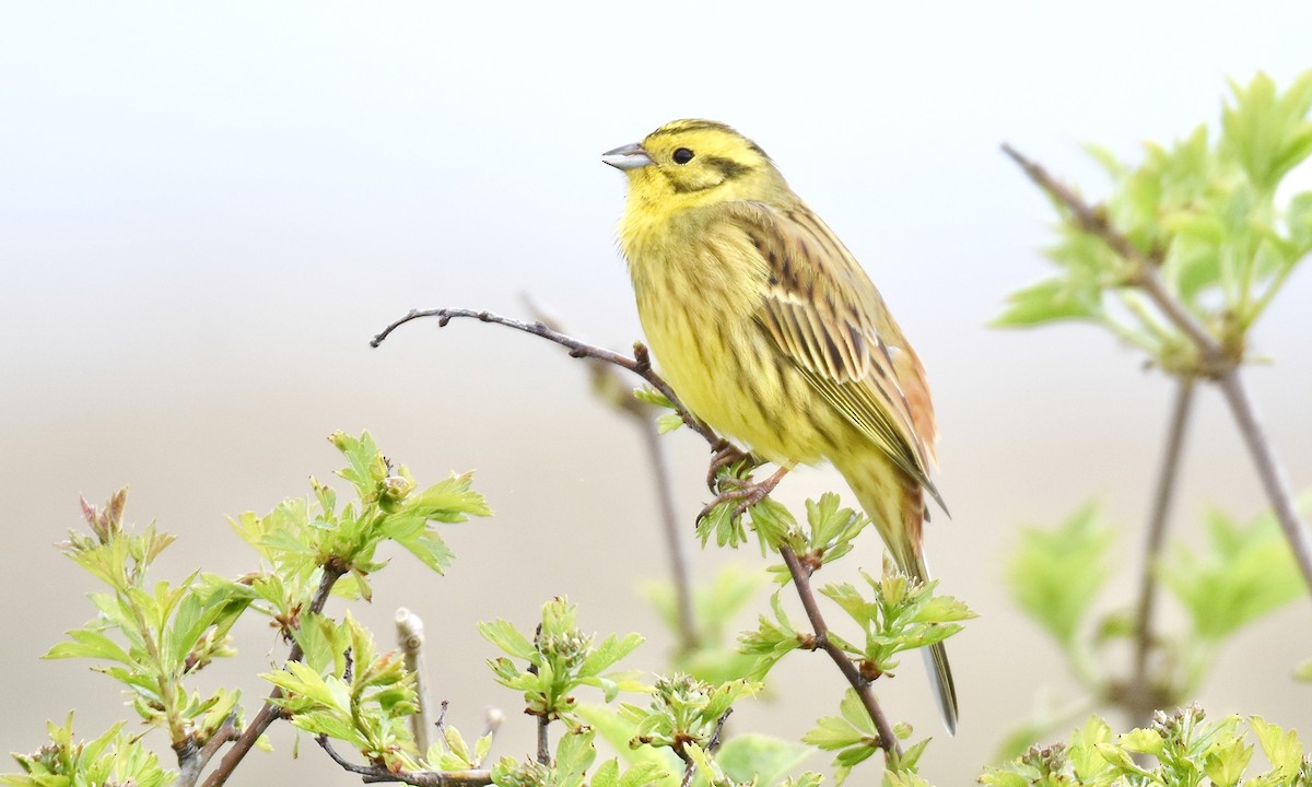 Yellowhammer - ML618551604