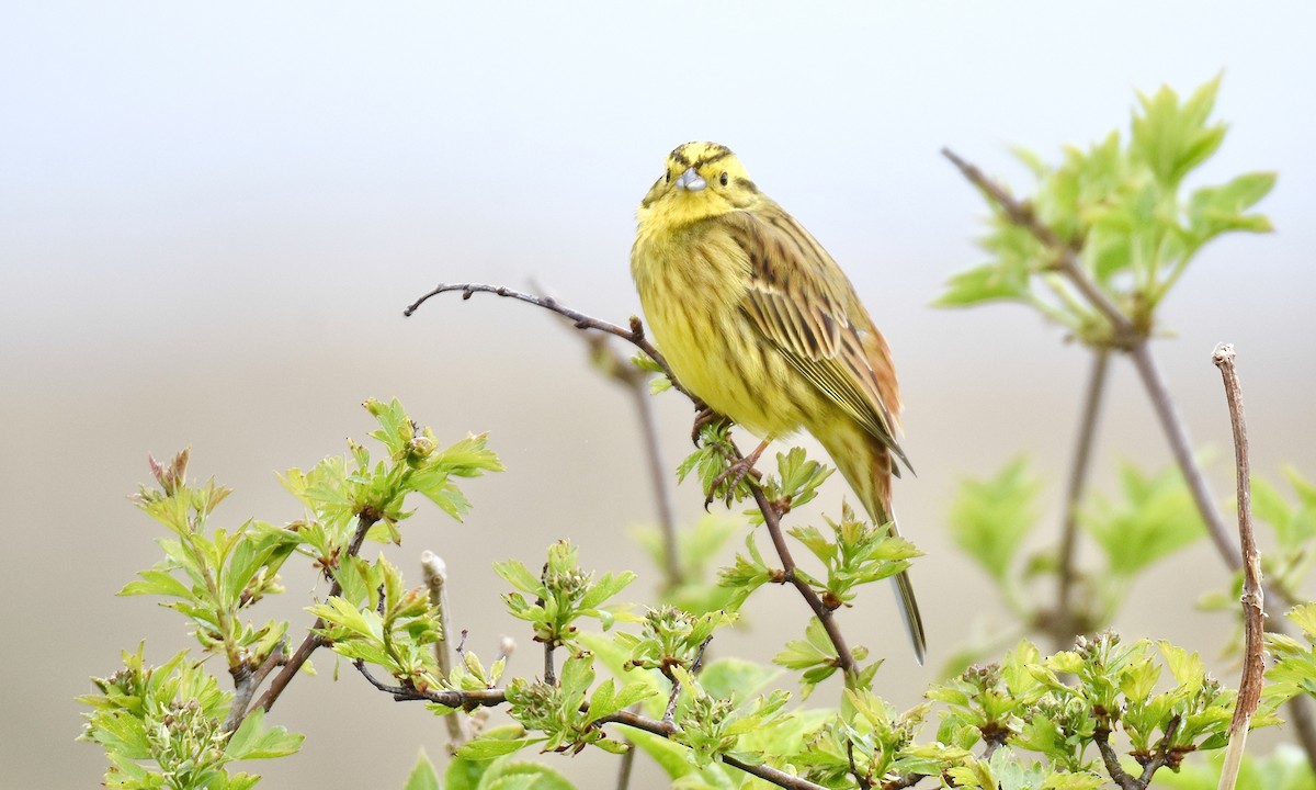 Yellowhammer - ML618551605