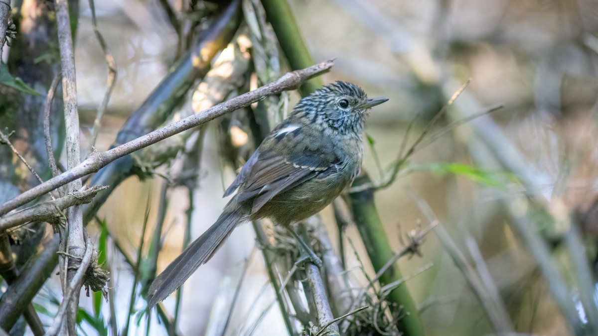 Dusky-tailed Antbird - Diego Murta