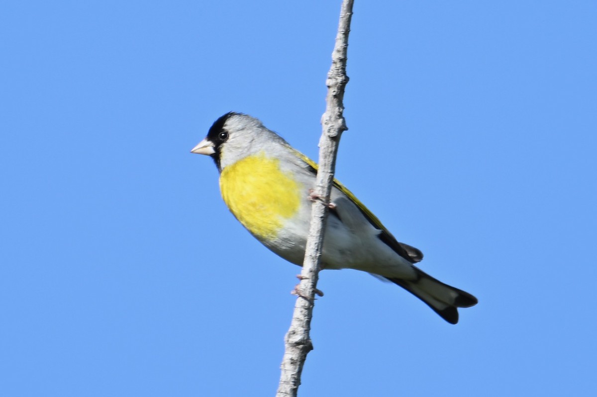 Lawrence's Goldfinch - John Dumlao