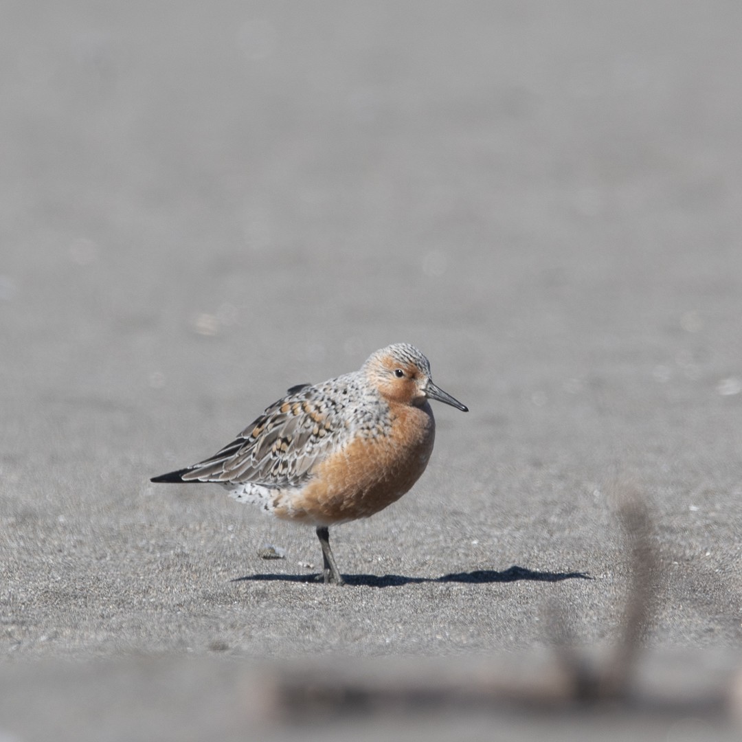Red Knot - ML618551639