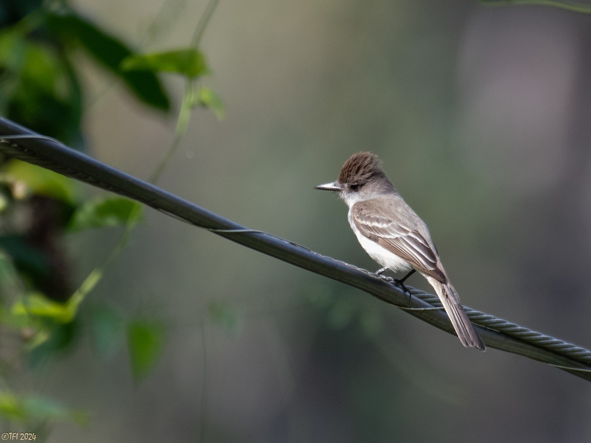 La Sagra's Flycatcher - ML618551644