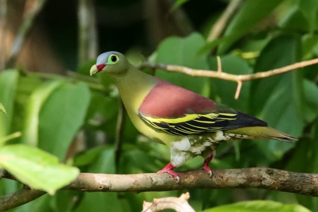 Thick-billed Green-Pigeon - ML618551650