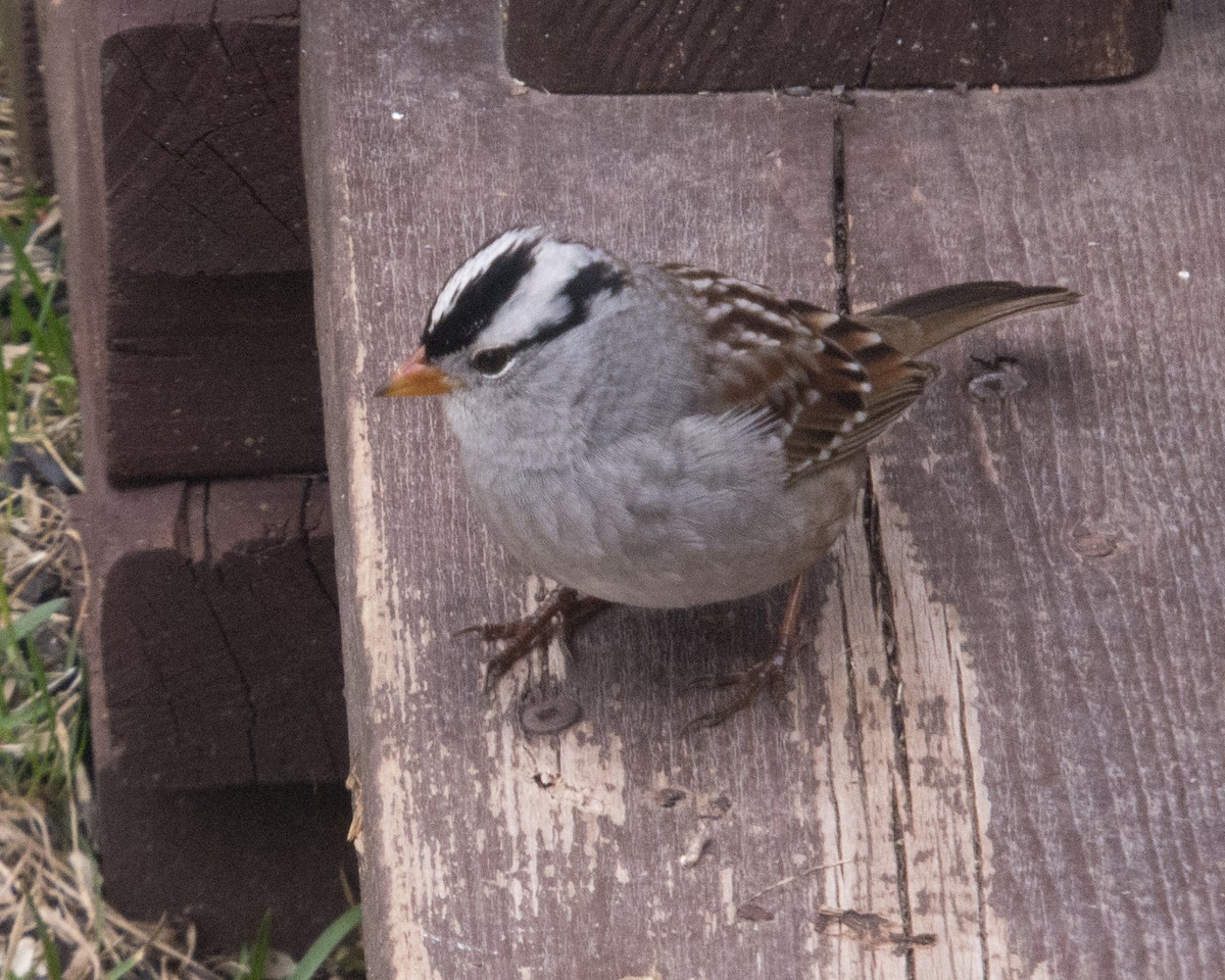 White-crowned Sparrow (Gambel's) - ML618551695