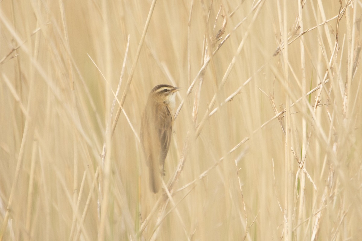 Sedge Warbler - ML618551727