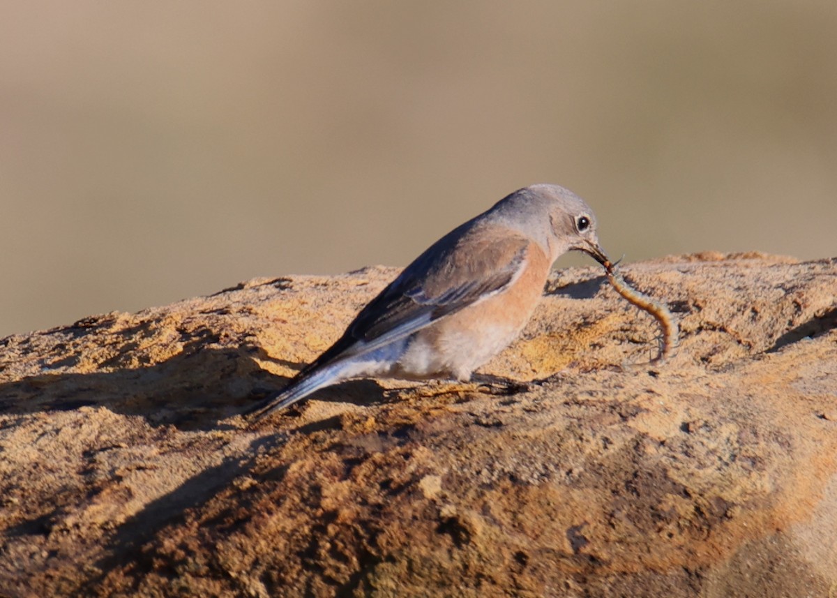 Western Bluebird - Linda Dalton