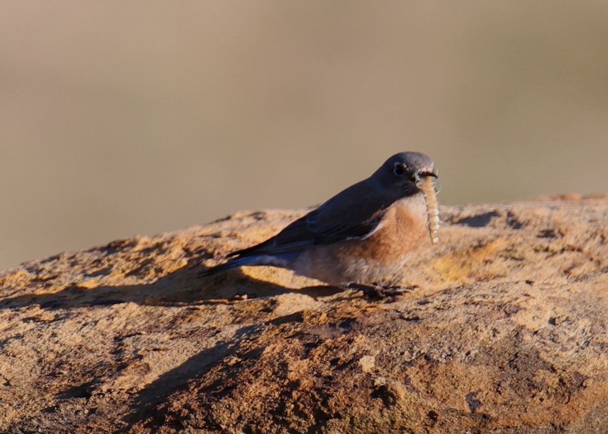 Western Bluebird - Linda Dalton