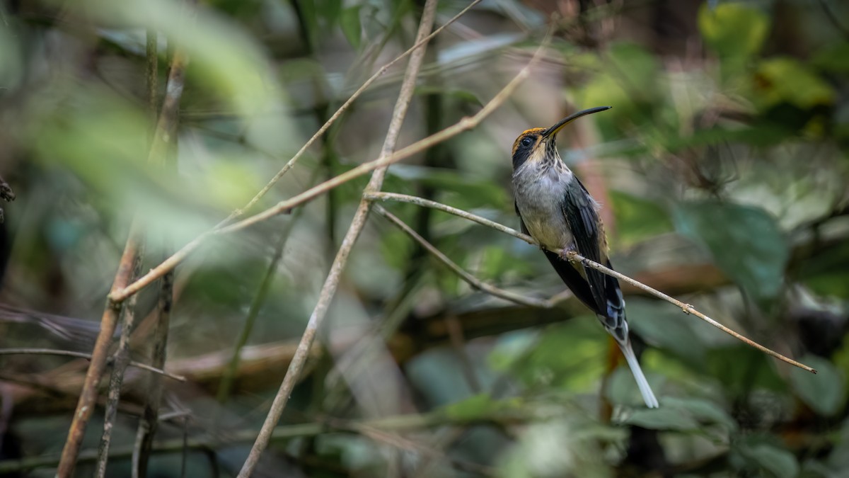 Scale-throated Hermit - ML618551770