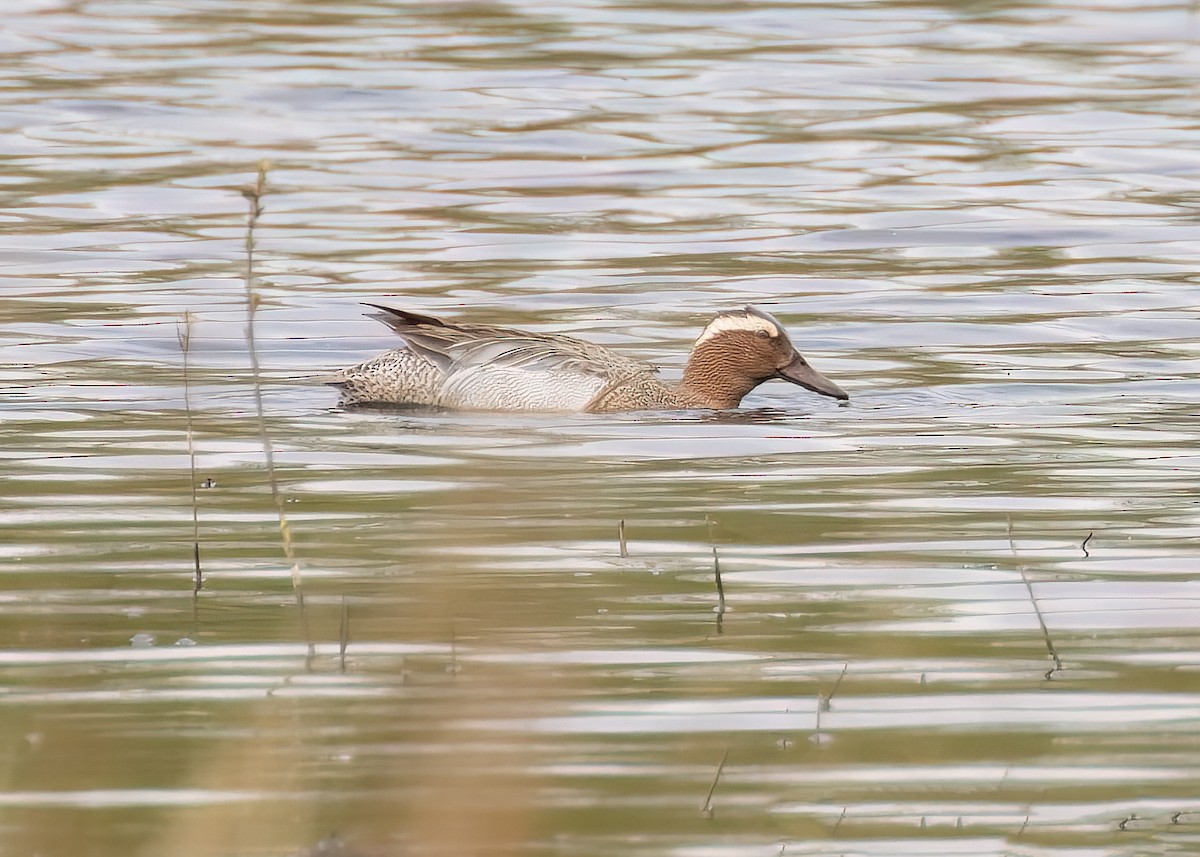 Garganey - ML618551778