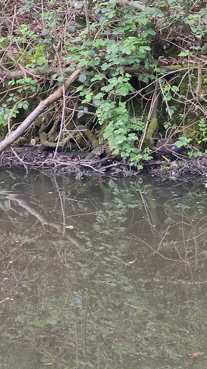 Eurasian Moorhen - Neve Hughes