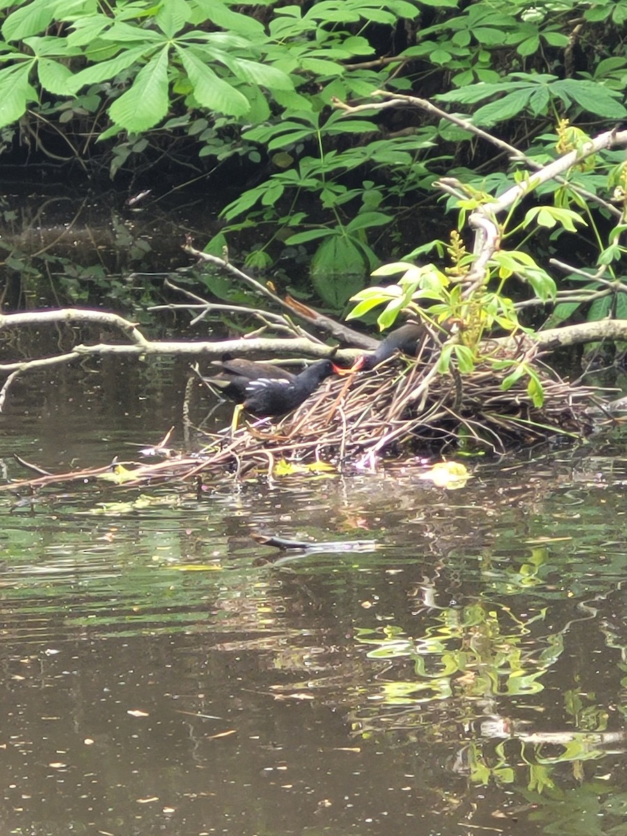 Gallinule poule-d'eau - ML618551799