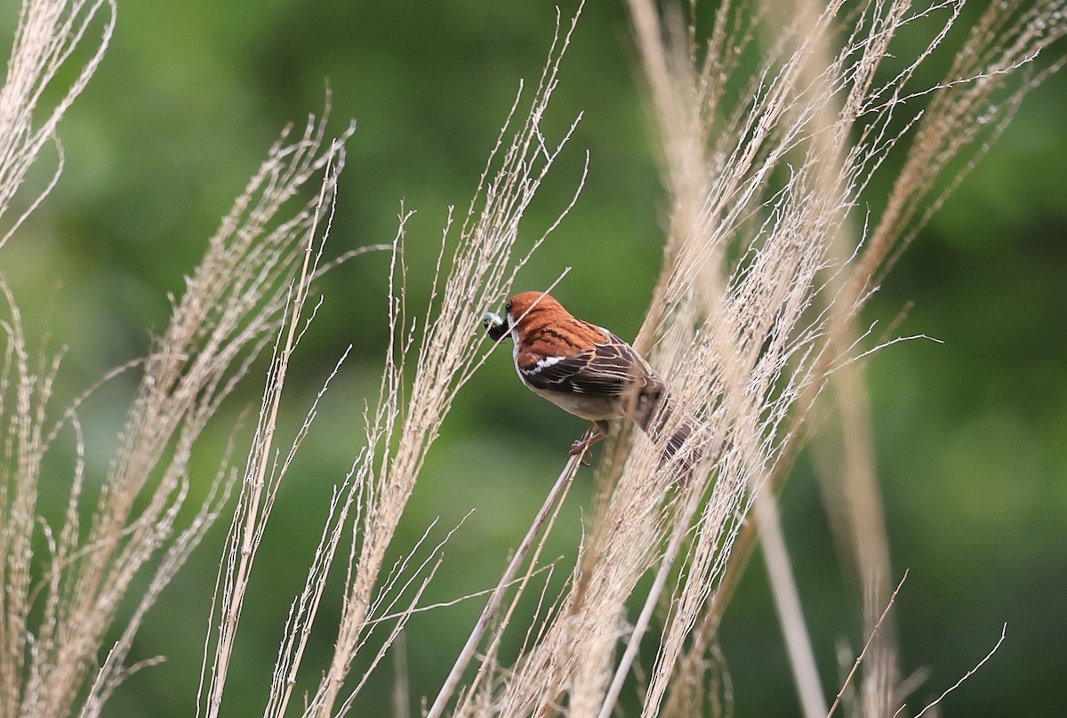 Russet Sparrow - ML618551813