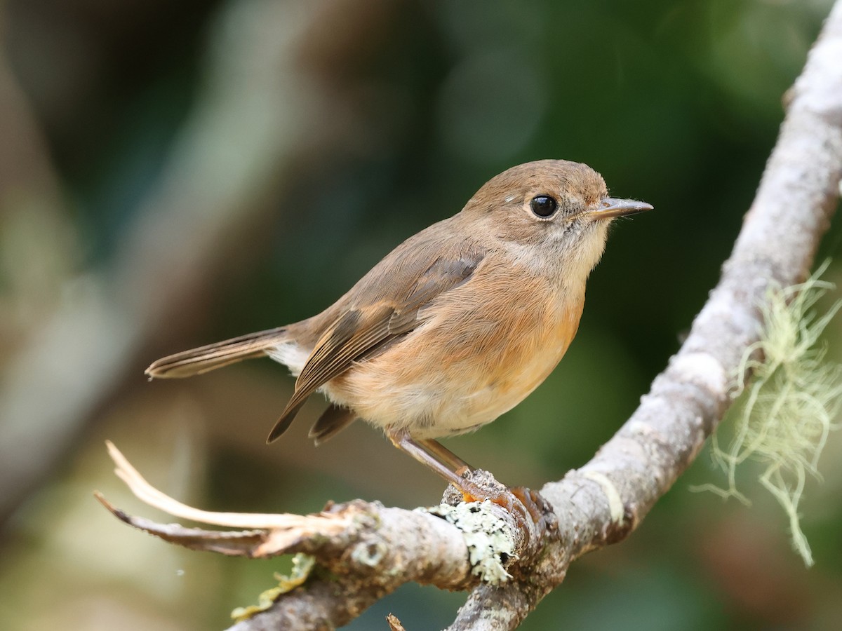 Norfolk Robin - ML618551818