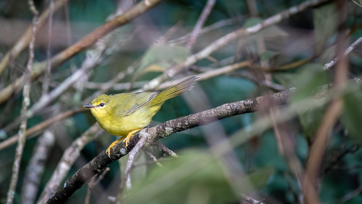 Flavescent Warbler - Diego Murta