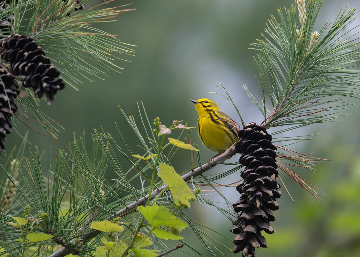 Prairie Warbler - ML618551866