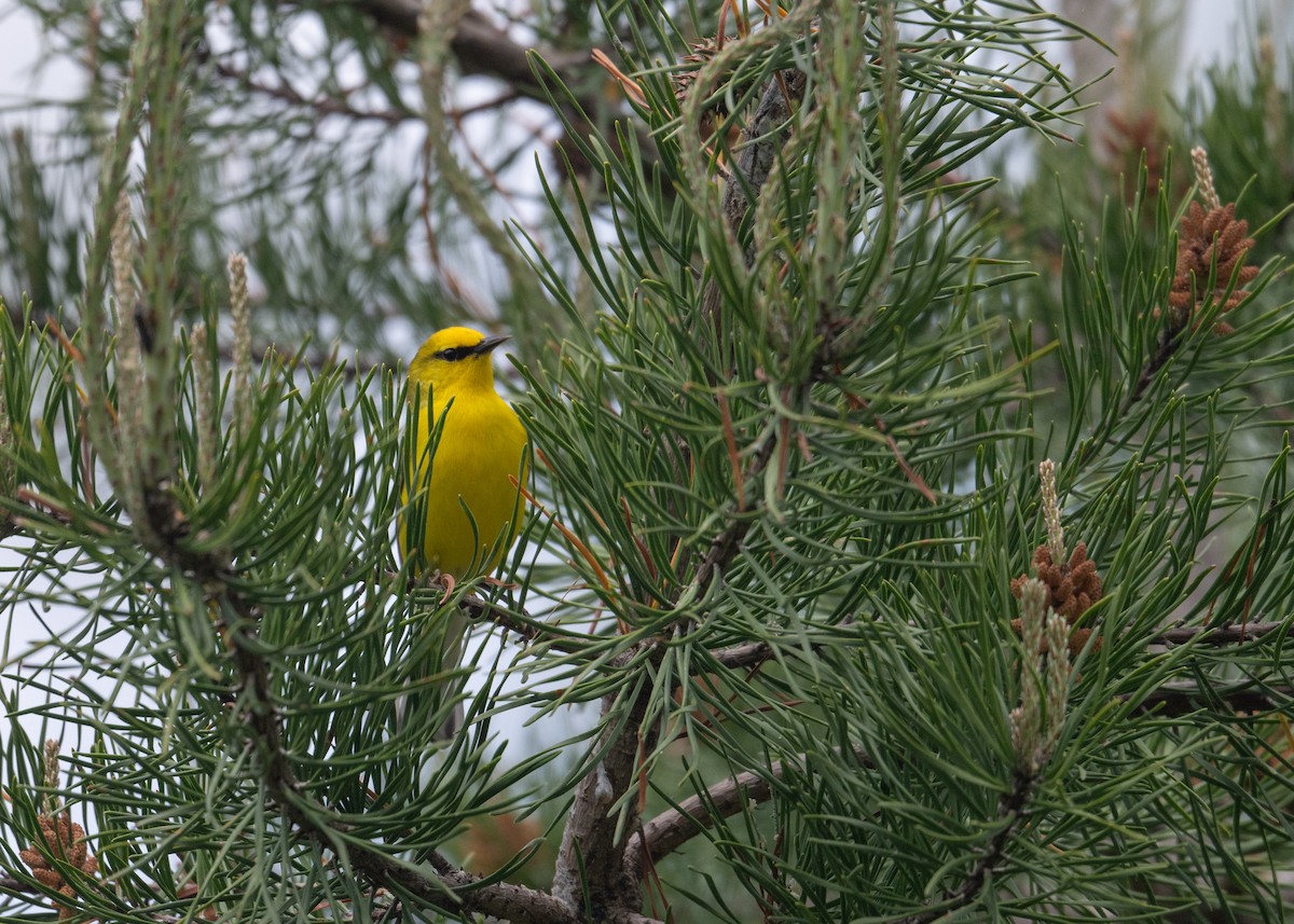 Blue-winged Warbler - ML618551892