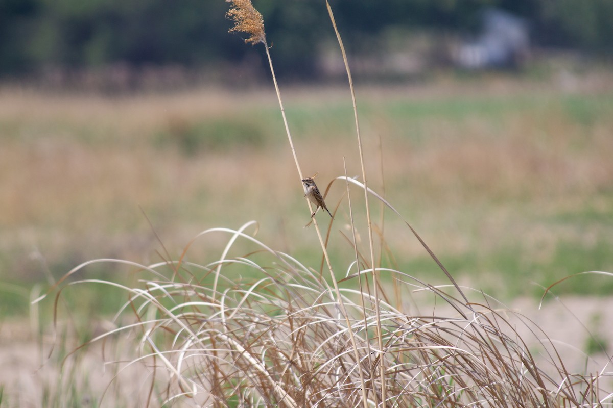 Pallas's Bunting - Grady Singleton