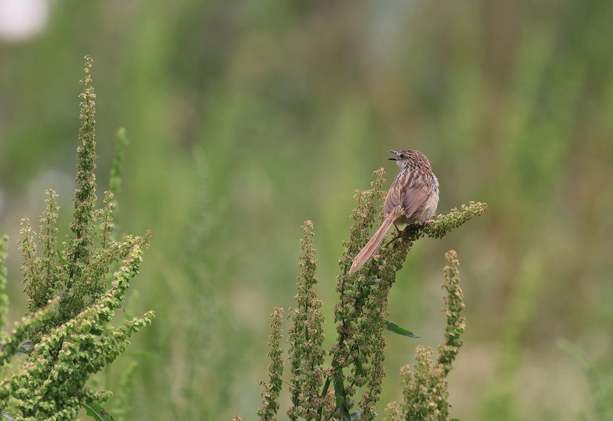 Striped Prinia - ML618551913