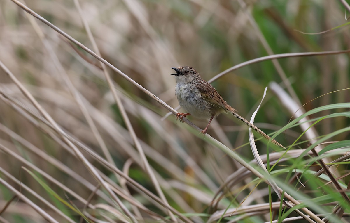 Striped Prinia - ML618551915