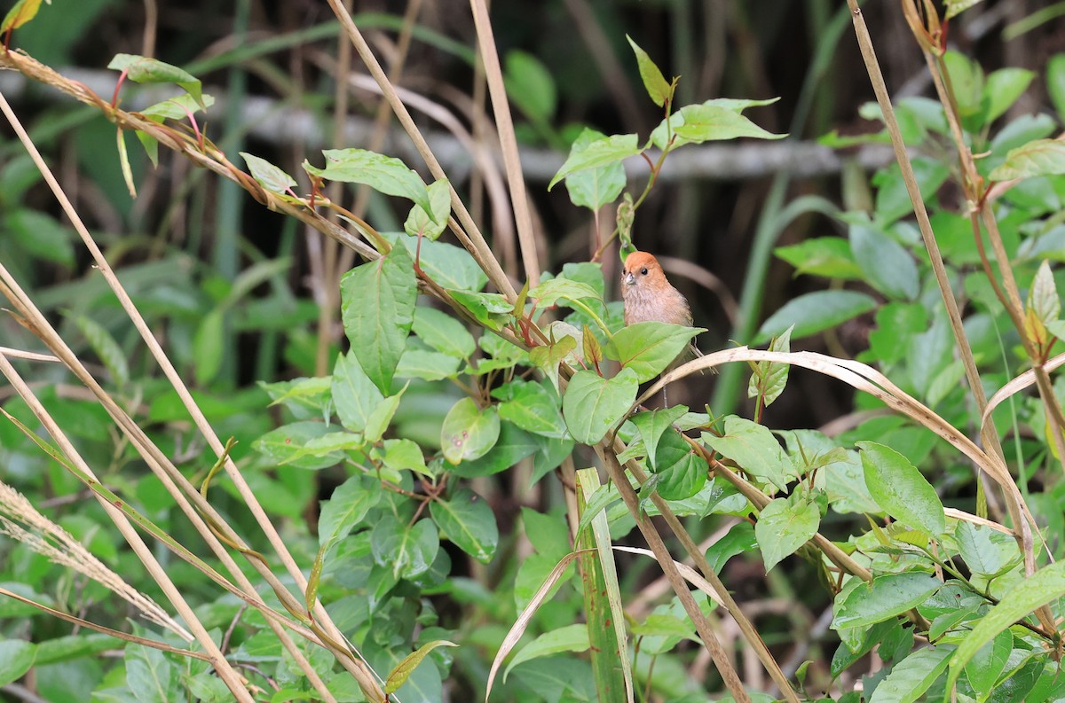 Vinous-throated Parrotbill - ML618551928