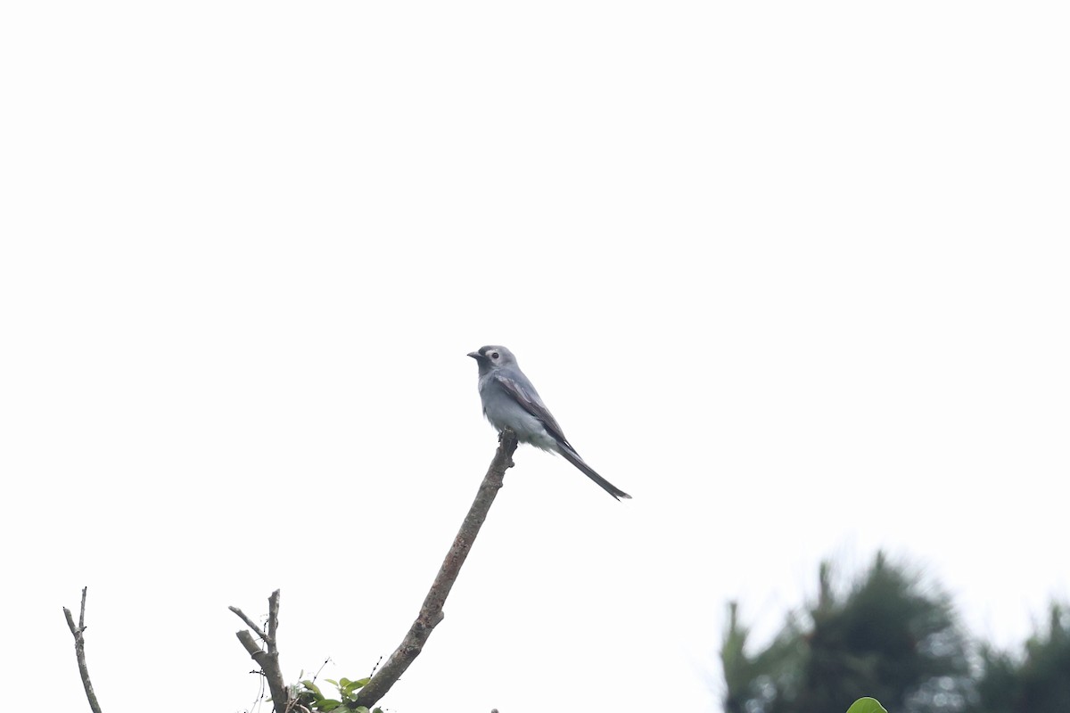 Kül Rengi Drongo - ML618551929