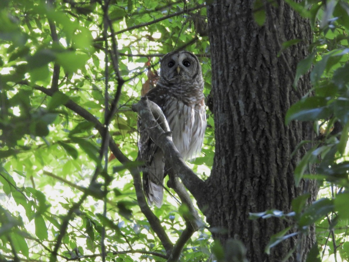 Barred Owl - ML618551946