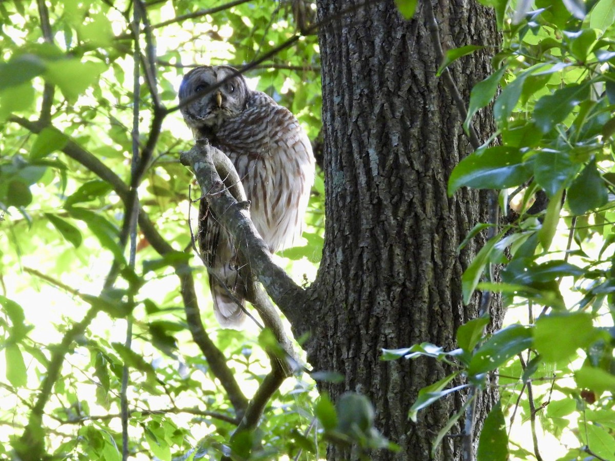 Barred Owl - ML618551947