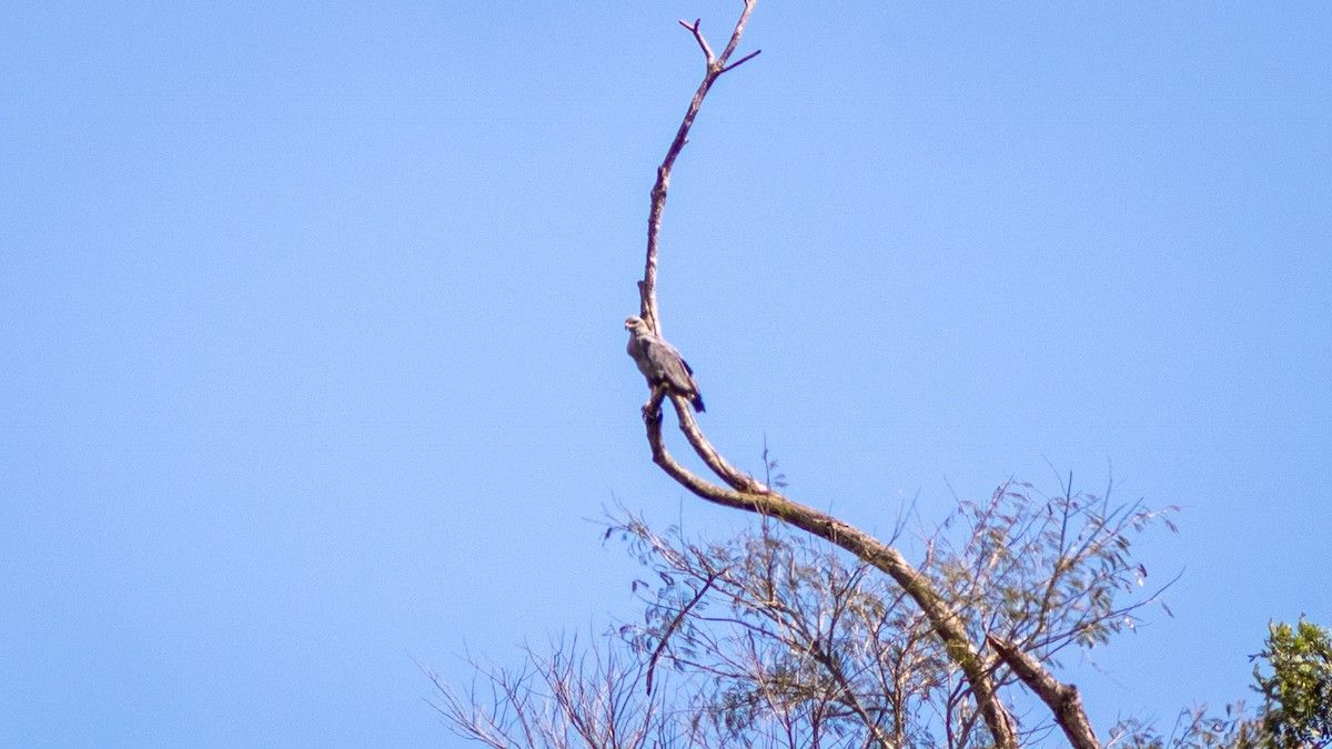 Chaco Eagle - Diego Murta