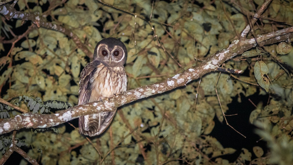 Tropical Screech-Owl - ML618551965